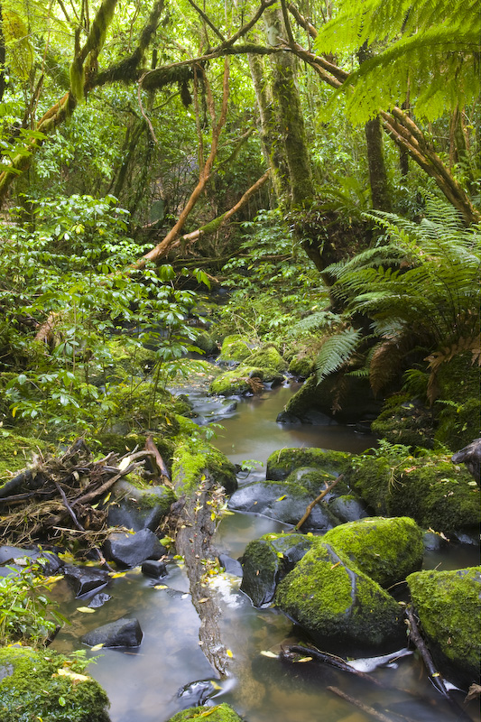 Matai Creek